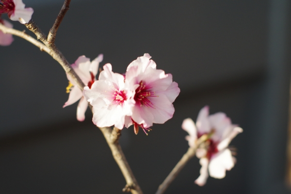 アーモンドの花